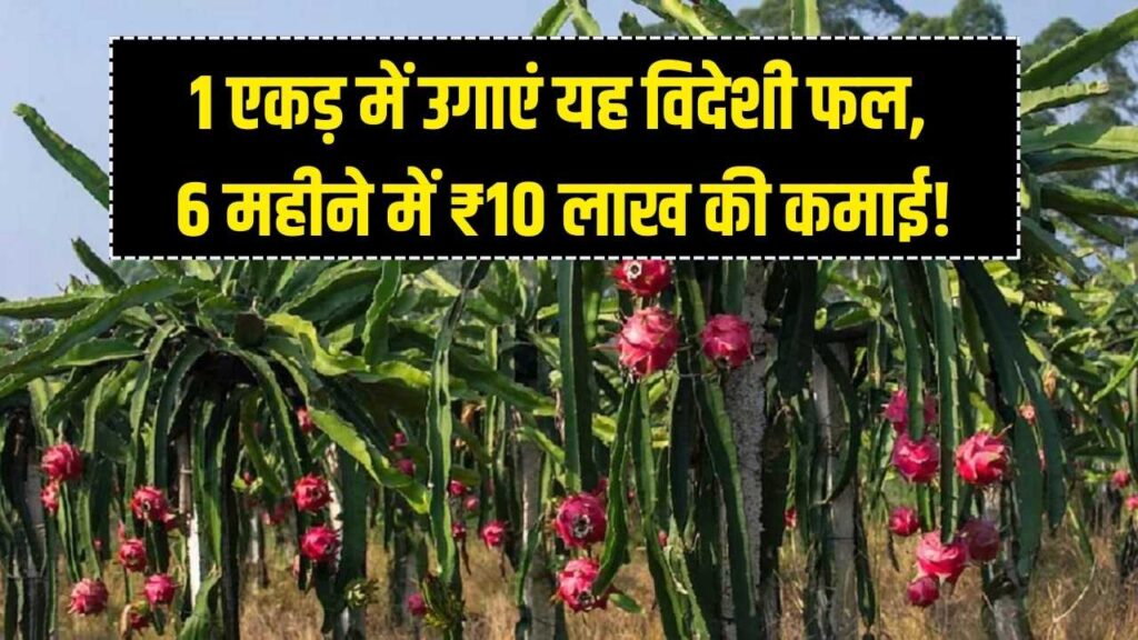 कमाई का नया तरीका: 1 एकड़ में लगाएं ये 'विदेशी फल', मात्र 6 महीने में होगी ₹10 लाख की कमाई; सरकार दे रही है मुफ्त पौधे।