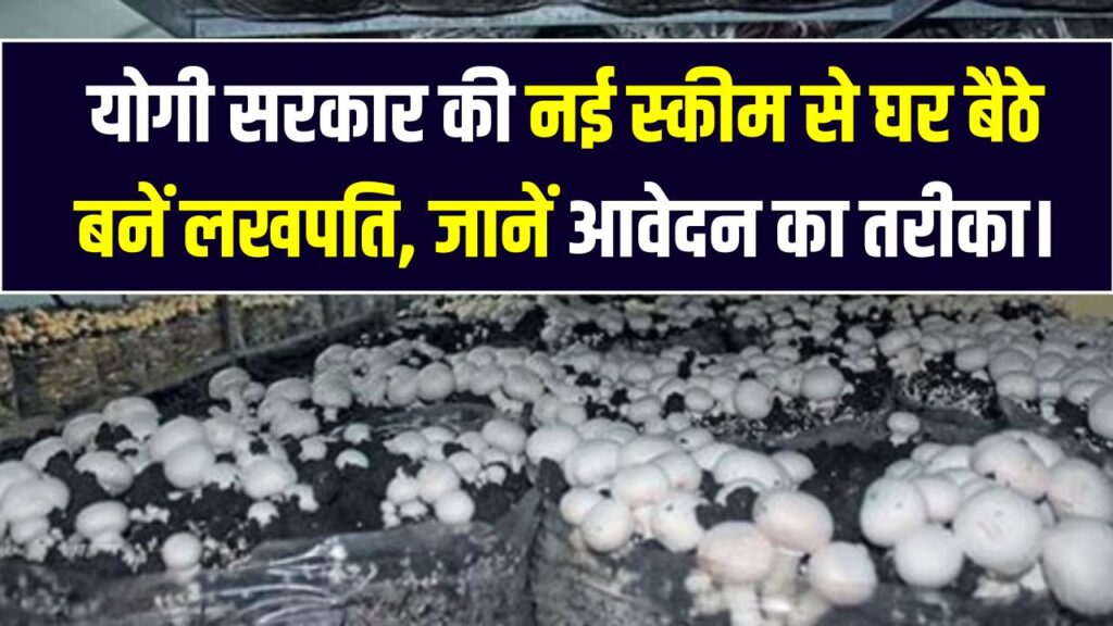 UP Mushroom Subsidy: मशरूम की खेती पर की सरकारी मदद! योगी सरकार की नई स्कीम से घर बैठे बनें लखपति; जानें आवेदन का तरीका।