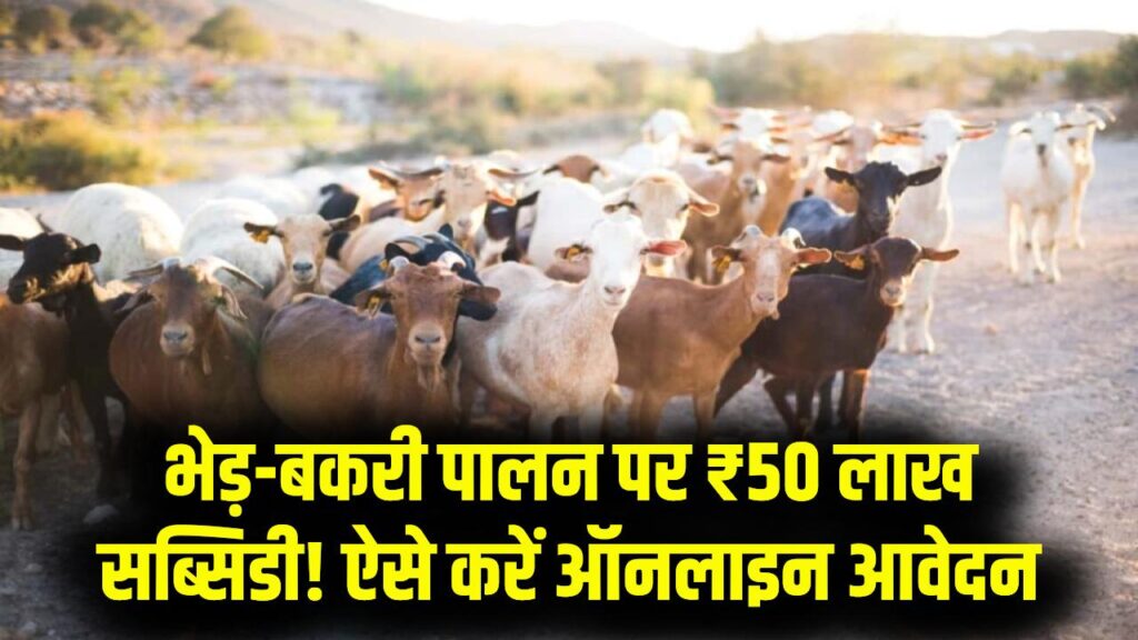 गांव में रहकर बनें लखपति! भेड़-बकरी पालन पर सरकार दे रही ₹50 लाख तक की भारी सब्सिडी; आज ही ऐसे करें ऑनलाइन आवेदन 1 गांव में रहकर बनें लखपति! भेड़-बकरी पालन पर सरकार दे रही ₹50 लाख तक की भारी सब्सिडी; आज ही ऐसे करें ऑनलाइन आवेदन