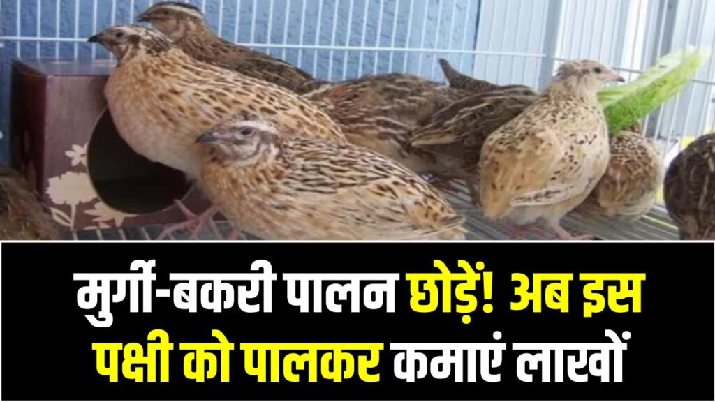 मुर्गी-बकरी पालन छोड़ें! अब इस पक्षी को पालकर कमाएं लाखों; डिमांड इतनी कि फार्म पर ही बिक जाते हैं पक्षी