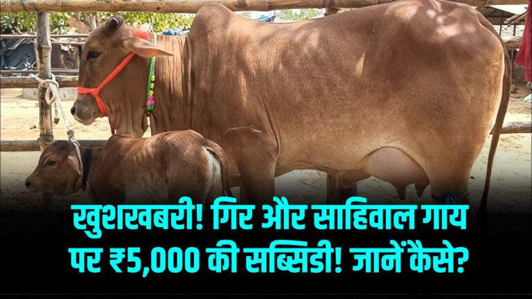 देसी गायों से चमकेगी पशुपालकों की किस्मत! गिर और साहिवाल नस्ल पर मिल रही है ₹5,000 की सीधी मदद; ऐसे उठाएं लाभ