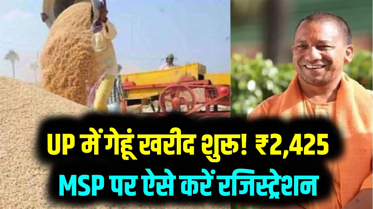 यूपी के किसानों के लिए अच्छी खबर! आज से ₹2,425 की MSP पर गेहूं की सरकारी खरीद शुरू; ऐसे कराएं अपना ऑनलाइन रजिस्ट्रेशन