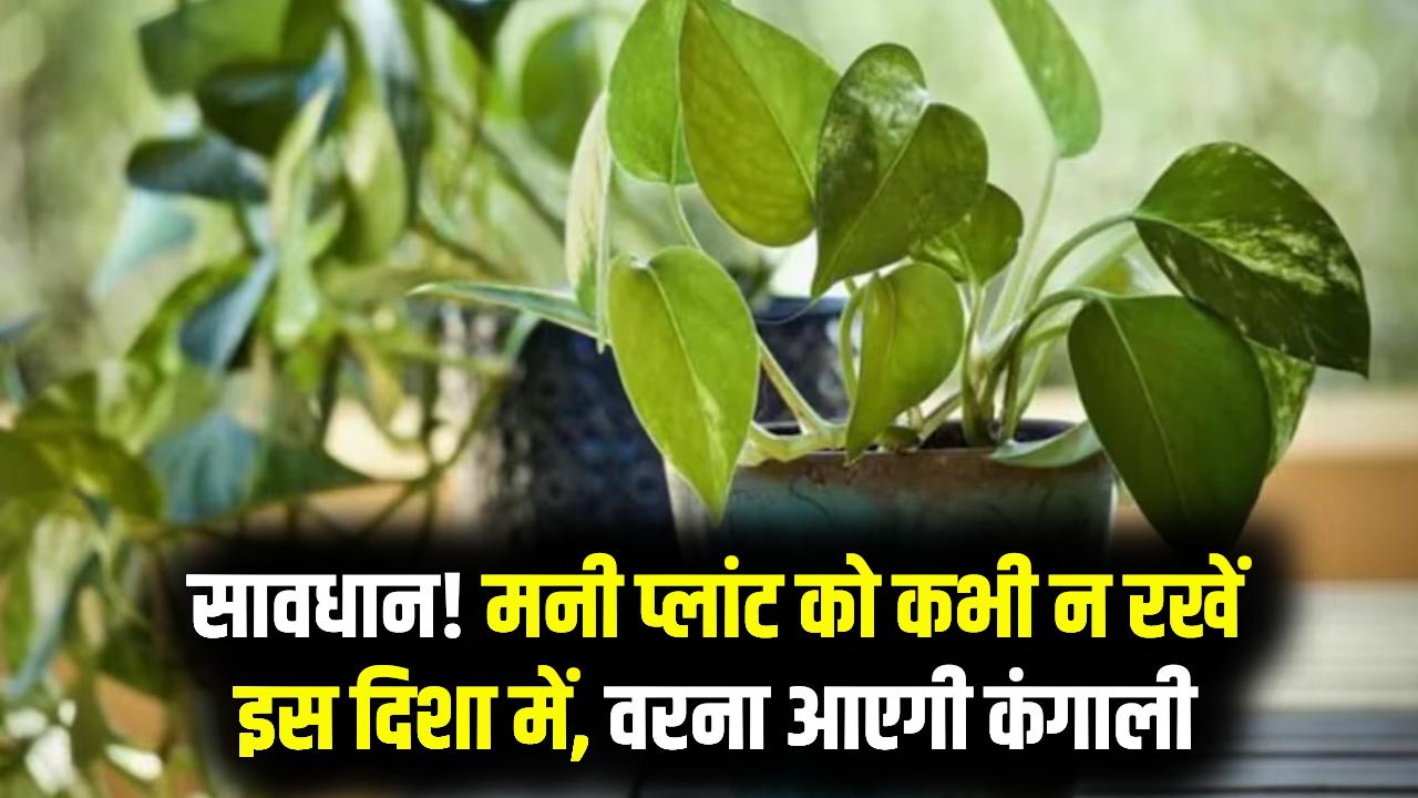 मनी प्लांट (Money Plant) को भूलकर भी न रखें इस दिशा में, वरना फायदे की जगह होगा नुकसान! जानें सबसे शुभ स्थान