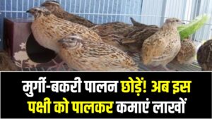 मुर्गी-बकरी पालन छोड़ें! अब इस पक्षी को पालकर कमाएं लाखों; डिमांड इतनी कि फार्म पर ही बिक जाते हैं पक्षी